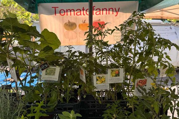 vivons-eauze-Tomato-Fanny vivons-eauze-Tomato-Fanny